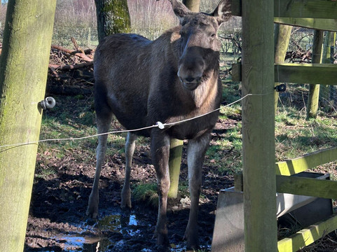 The Scottish Deer Centre-库珀必去景点