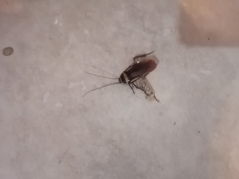 The Eco Hotel Arena Blanca主图