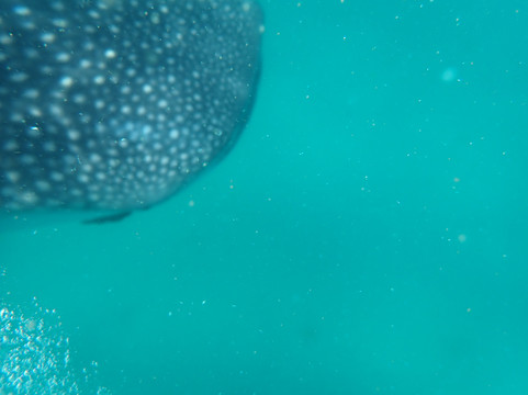 Afro Whale Shark Safari-马菲亚岛必去景点
