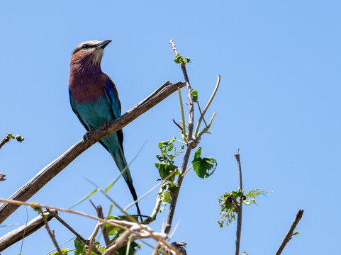 Kiliclimb Africa Safaris-阿鲁沙必去景点