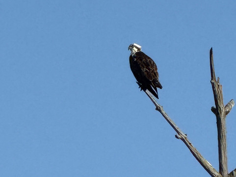 Merritt Island National Wildlife Refuge-Merritt Island必去景点