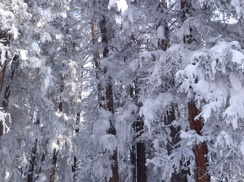 Sayat Travel-Olgiy必去景点