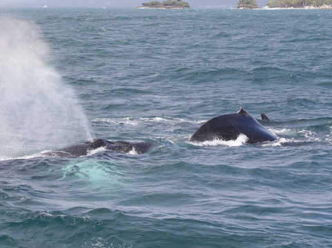 Whale Samaná With Kim-Santa Barbara de Samana必去景点