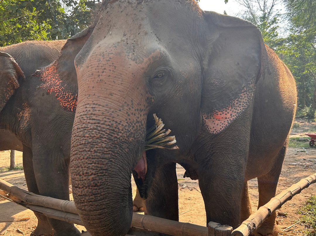 Elephant Haven-柿约必去景点