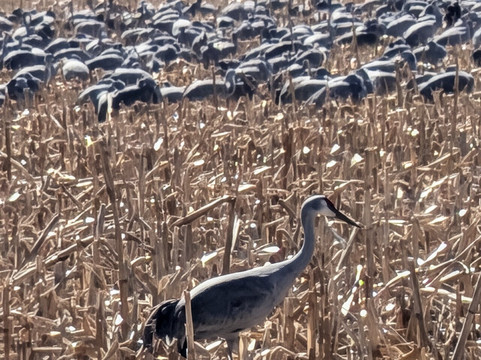 智选假日酒店-卡尼-洲际酒店集团旗下主图