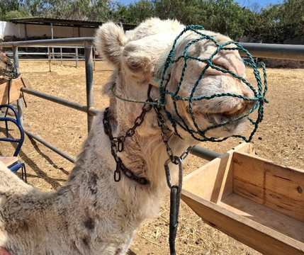 Camel Park-阿罗纳必去景点