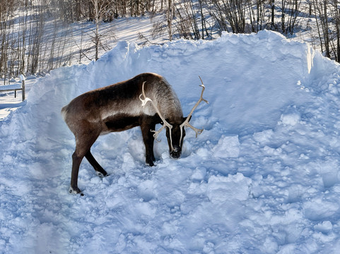 Large Animal Research Station-费尔班克斯必去景点