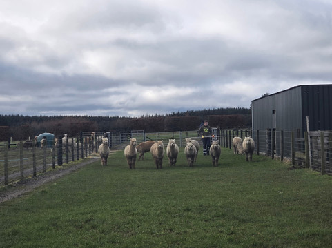 Bowbridge Alpacas Scotland-Peat Inn必去景点