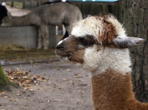 Wolfcenter Dörverden-Doerverden必去景点