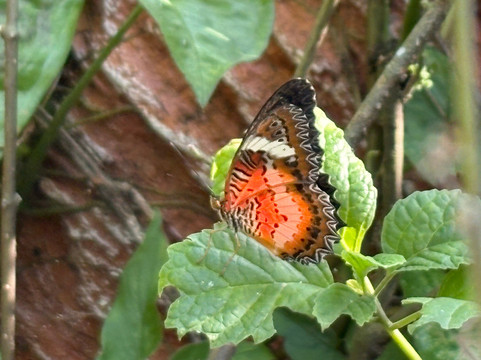 Palawan Butterfly Ecological Garden and Tribal Village-公主港必去景点