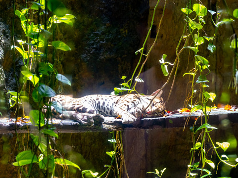 El Pantanal-瓜亚基尔必去景点