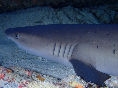 Maui Diamond Sea Sports-玛阿拉也亚必去景点