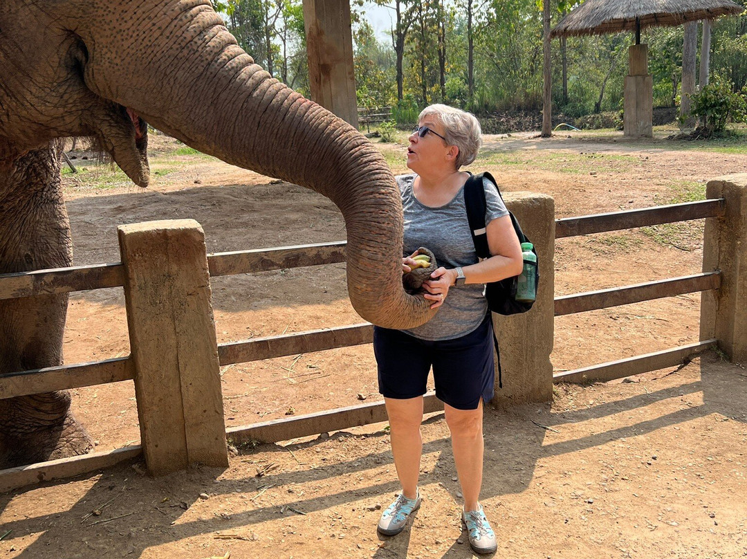 Maerim Elephant Sanctuary-夜林必去景点