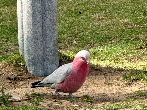 Yanchep National Park-扬切普必去景点