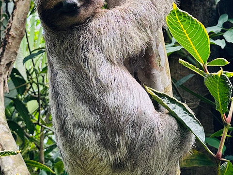 Caribbean Rainforest Sloths-瓜匹来斯必去景点