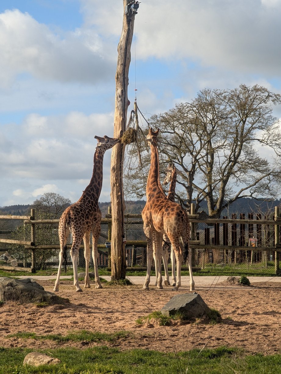 Safari Lodges At West Midlands Safari Park-官方
