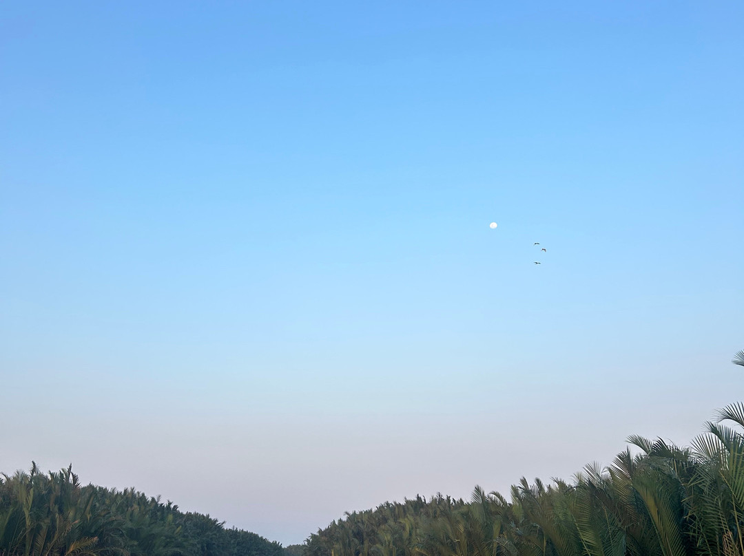 Onion Phi Tours Hoi An-会安必去景点