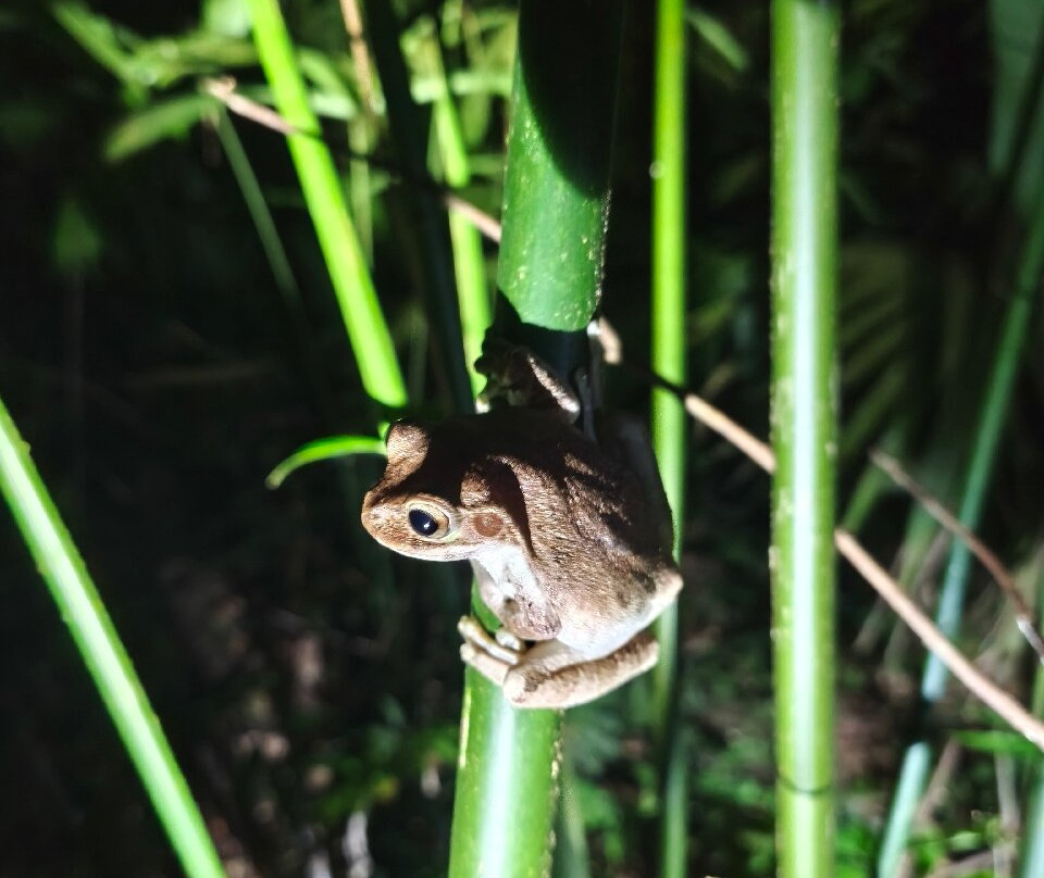 Jungle Night Walk-卡维塔必去景点