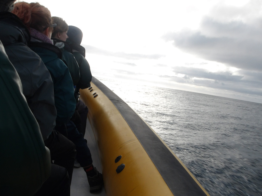 Azores Whale Watching TERRA AZUL-Vila Franca do Campo必去景点