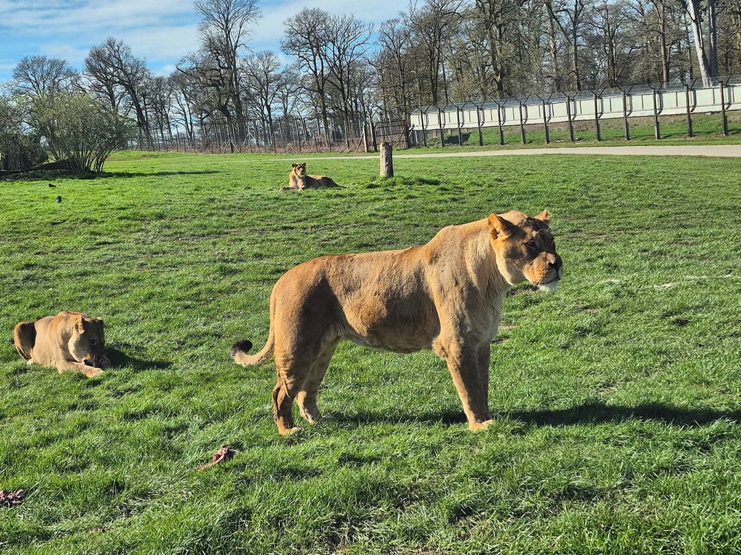 Woburn Safari Park-Woburn必去景点