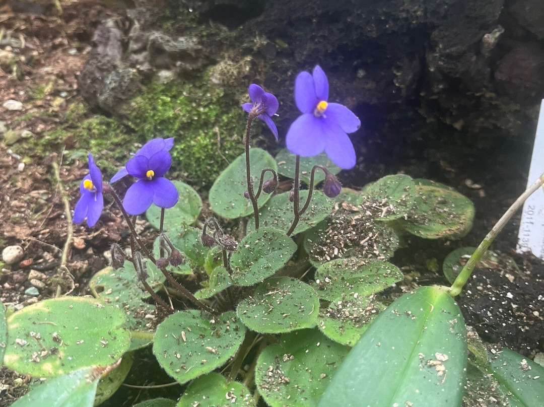 Zurich Succulent Plant Collection-苏黎世必去景点