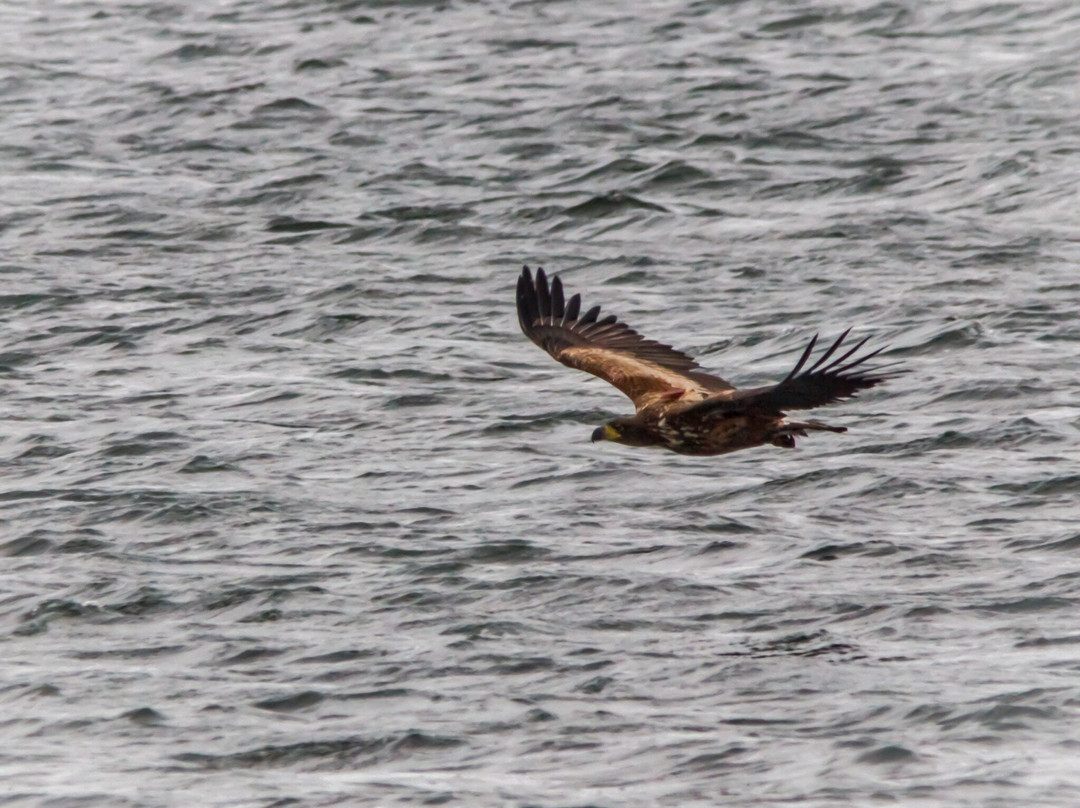 Birds Of Poole Harbour Events-普尔必去景点