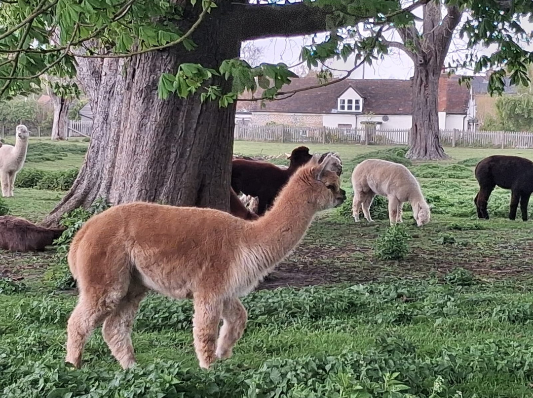 Snug Cafe at Bishop's Court Farm