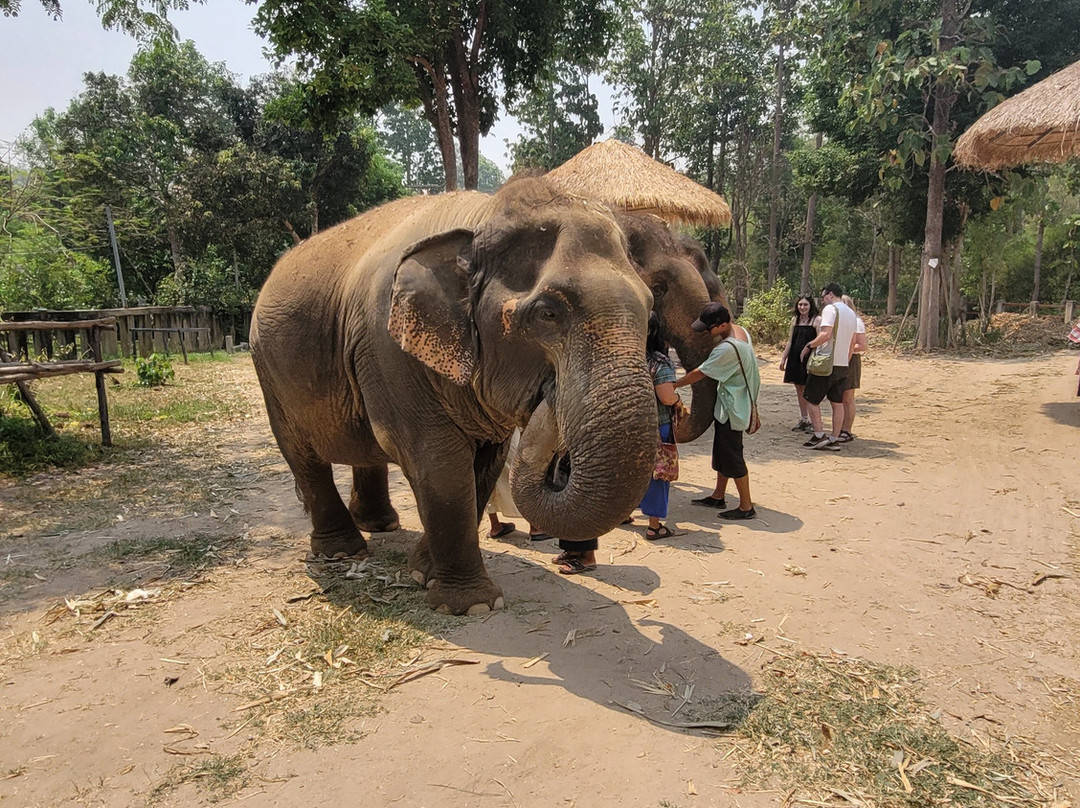 Maerim Elephant Sanctuary-夜林必去景点