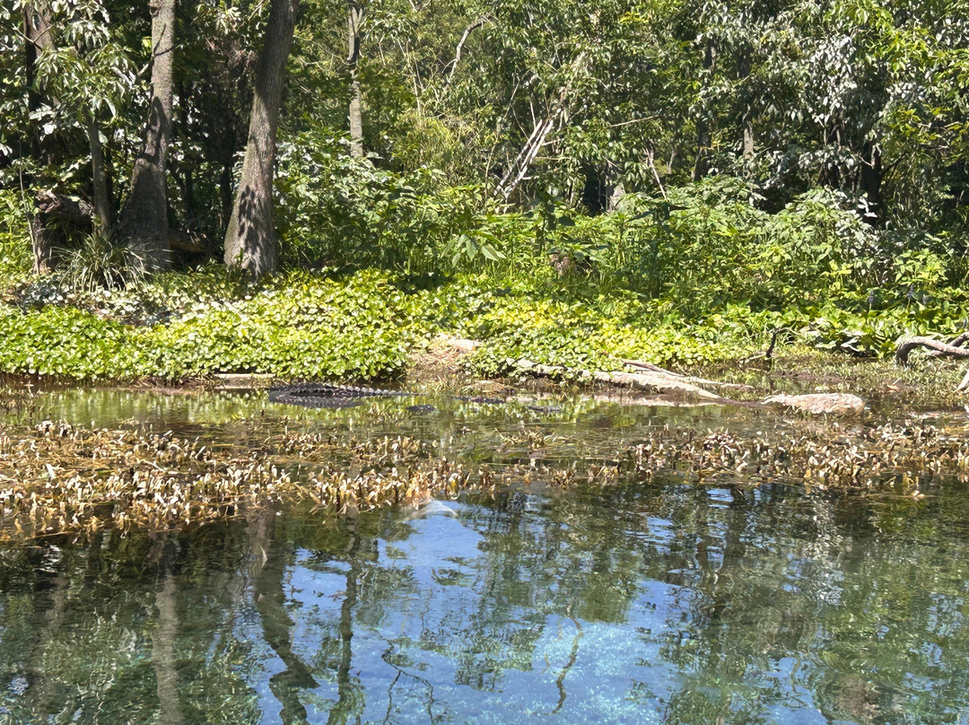 Silver Springs State Park-Silver Springs必去景点