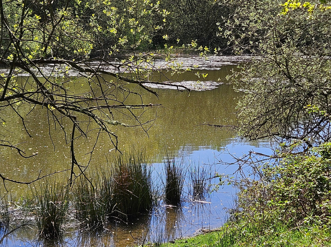 Knepp Wildland Safaris-霍舍姆必去景点