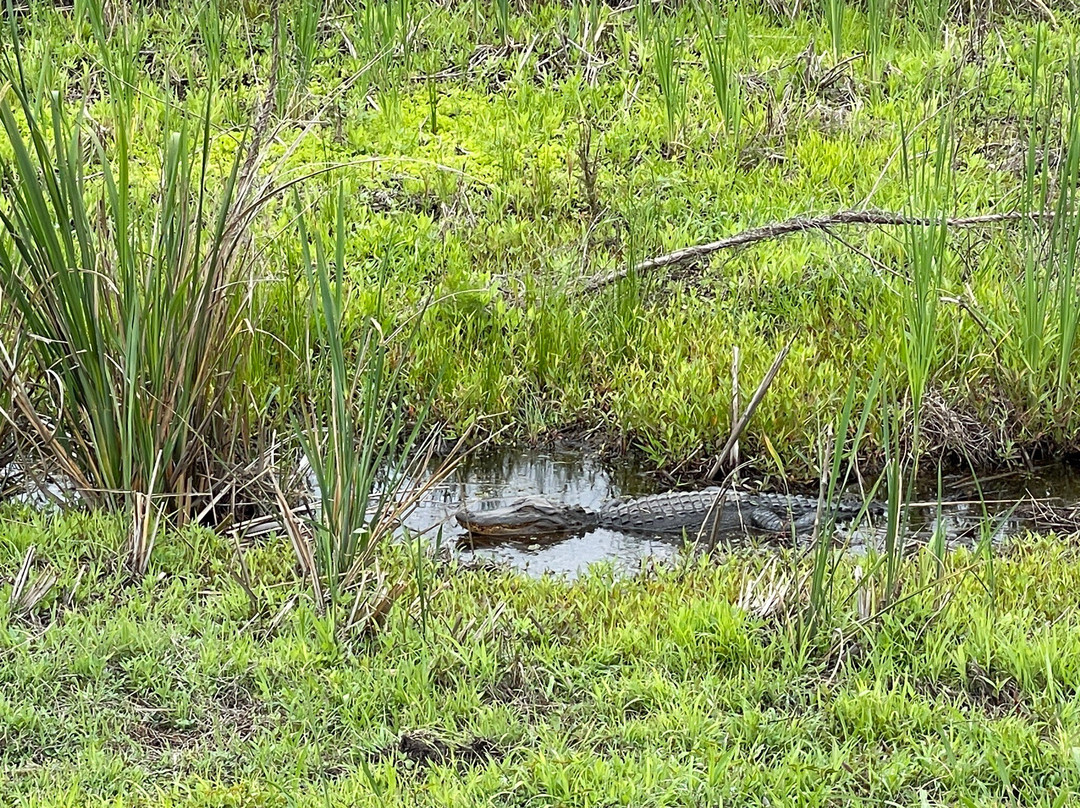 Savannah National Wildlife Refuge-Hardeeville必去景点