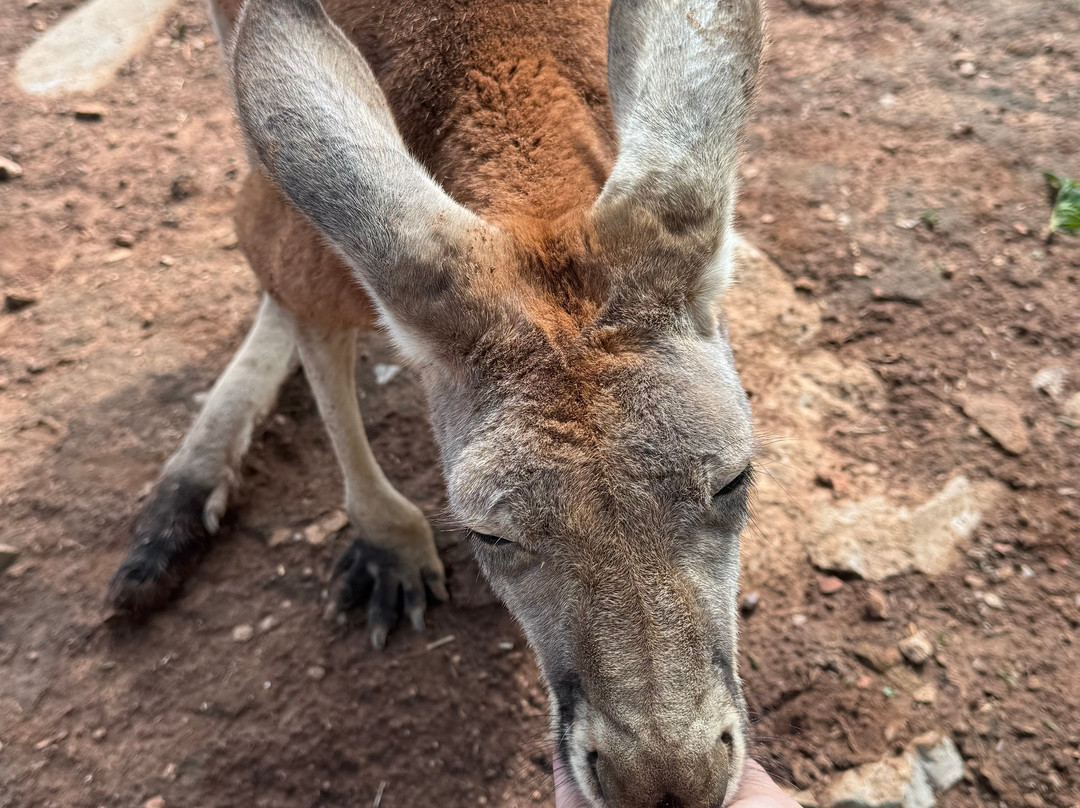 Kentucky Down Under Adventure Zoo-Horse Cave必去景点