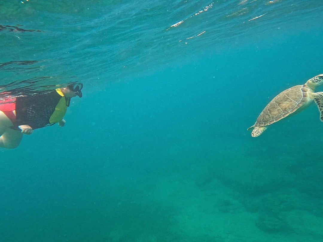 Vieques Snorkel Tours-维切克岛必去景点