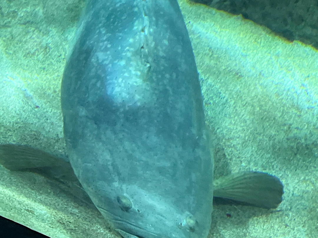 Acuario Michin Guadalajara-瓜达拉哈拉必去景点