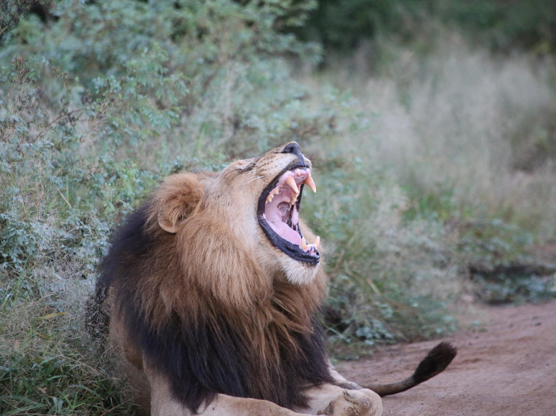 Discover Kruger Safaris-库马堤港必去景点