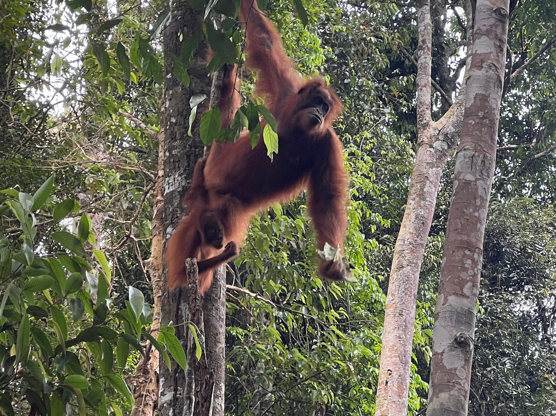 Trekking Orangutan Sumatra-武吉拉旺必去景点