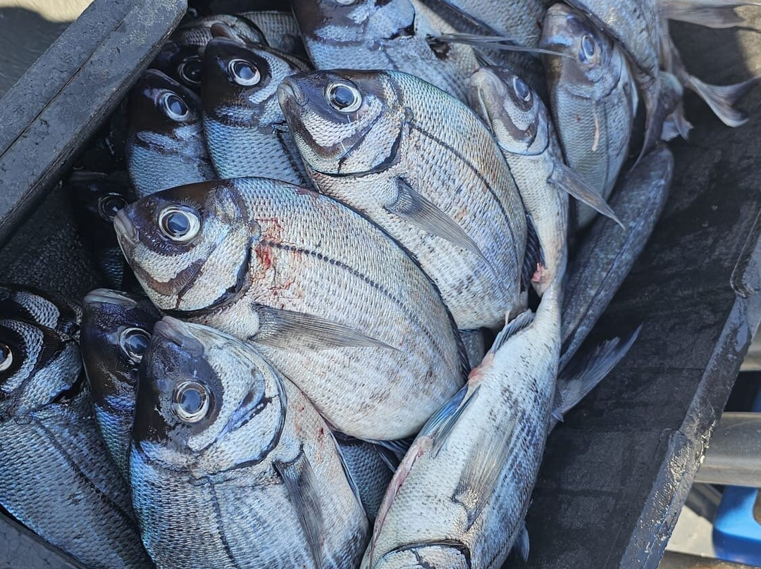Sussex Sea Charters-West Itchenor必去景点