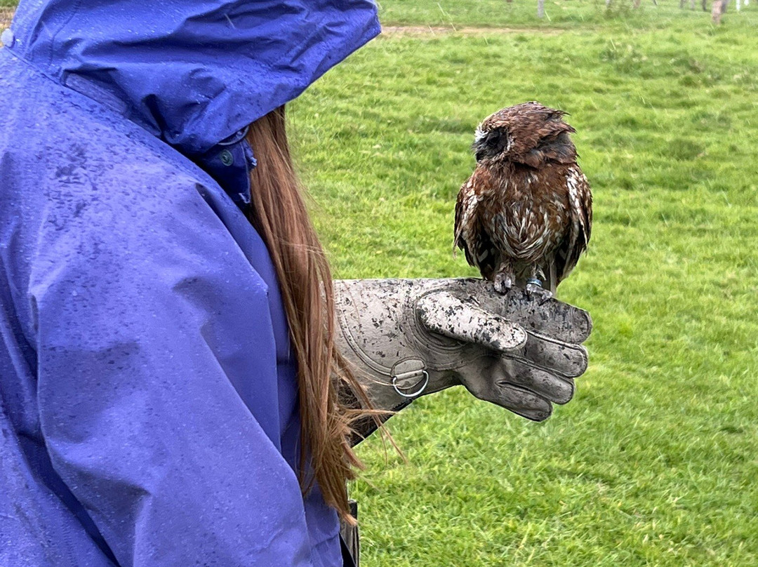 UK Owl And Raptor Centre-Groombridge必去景点
