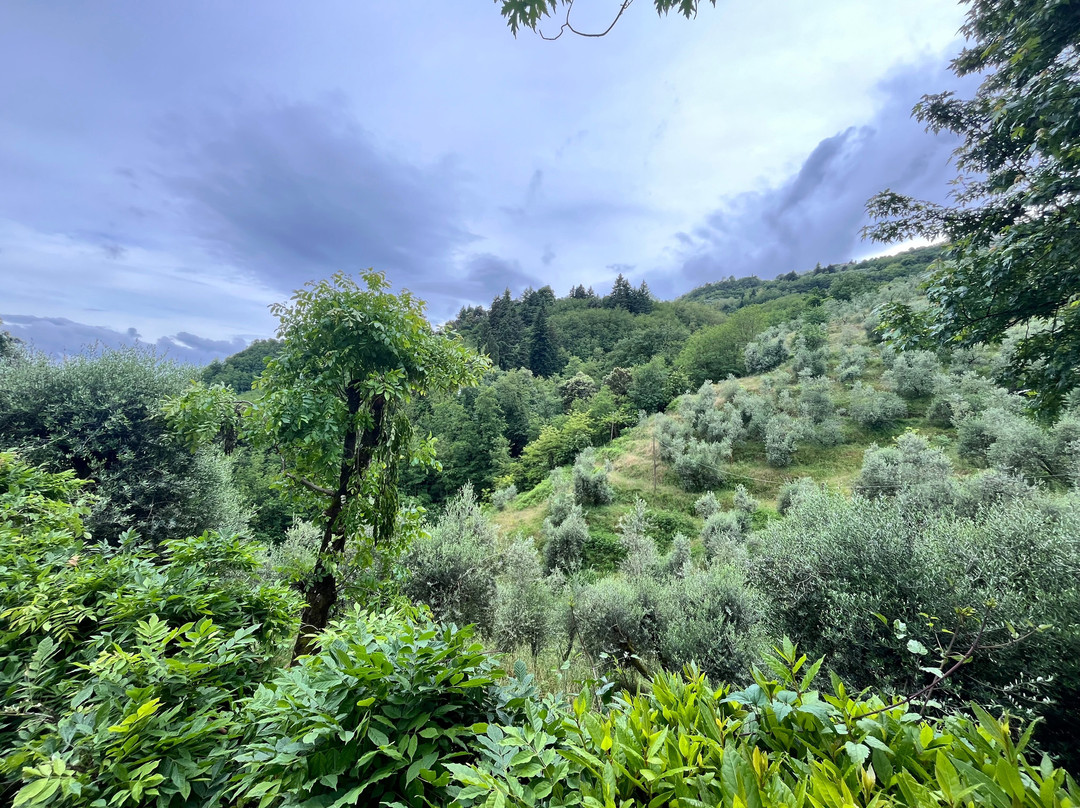 Agriturismo Tananei - Extra Virgin Olive Oil experience-Marliana必去景点