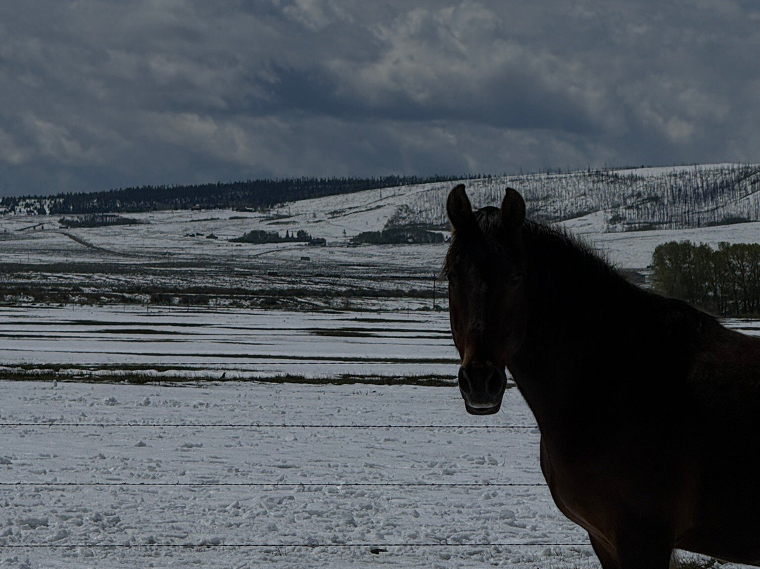 Deerwood Ranch Wild Horse EcoSanctuary-拉勒米必去景点