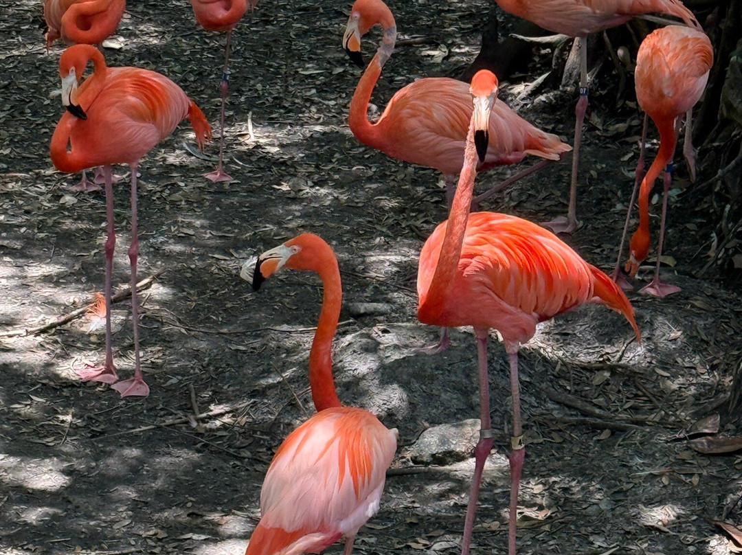 Jacksonville Zoo & Gardens-杰克逊维尔必去景点