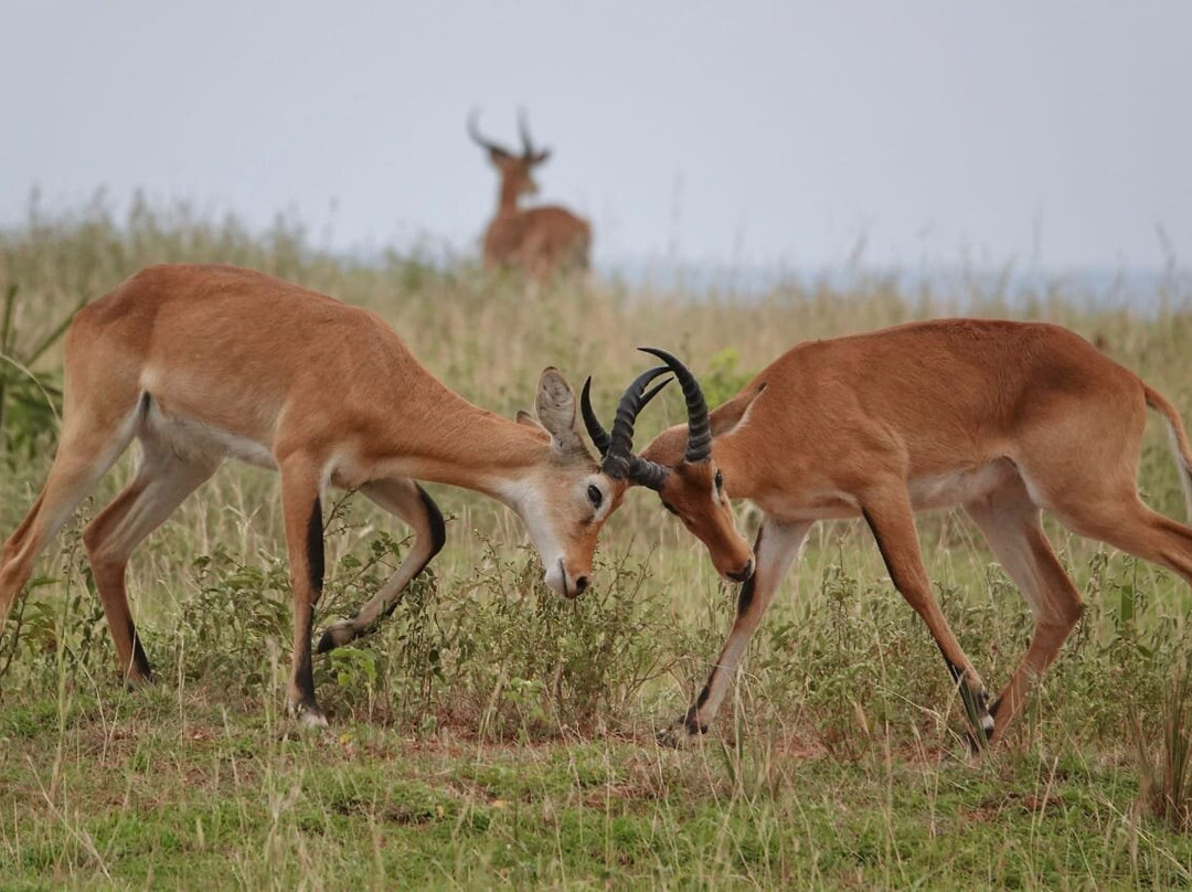 Northern Nature Safaris-Gulu必去景点