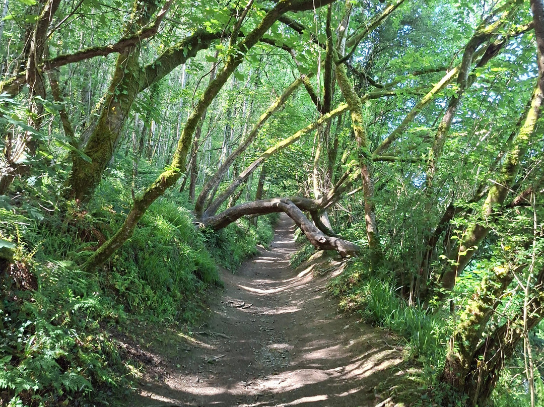 Cenarth Falls-Cenarth必去景点