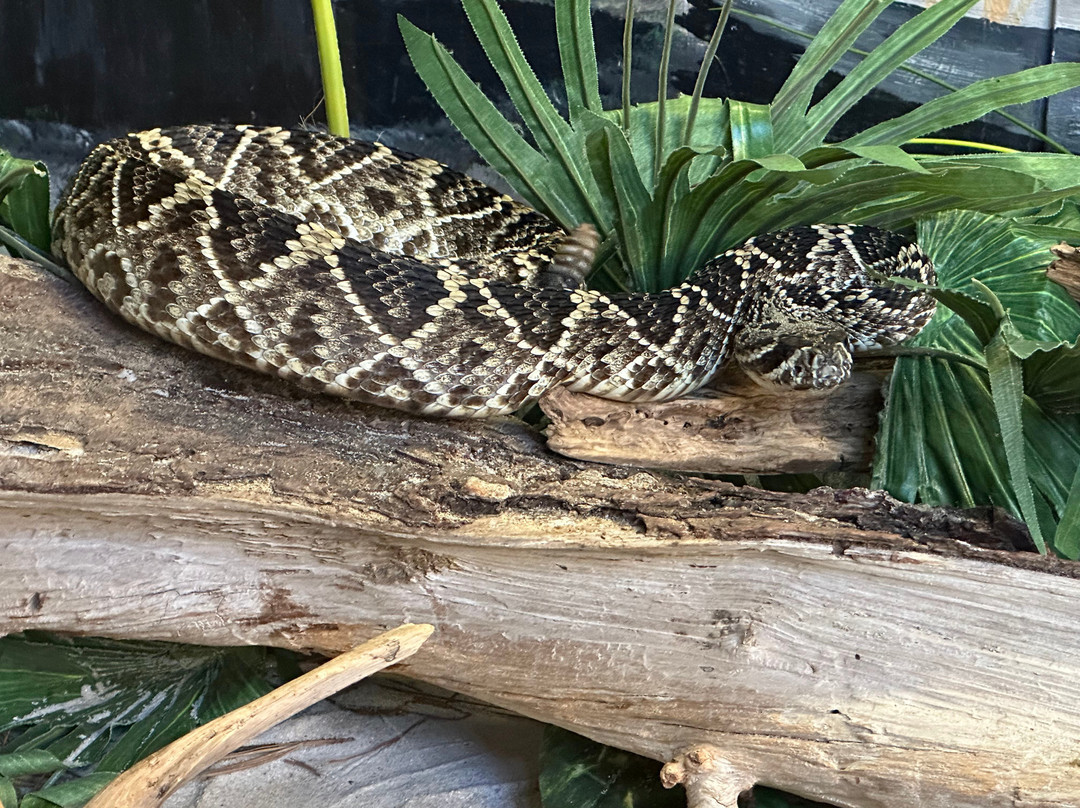 Edisto Island Serpentarium-埃迪斯托艾兰必去景点
