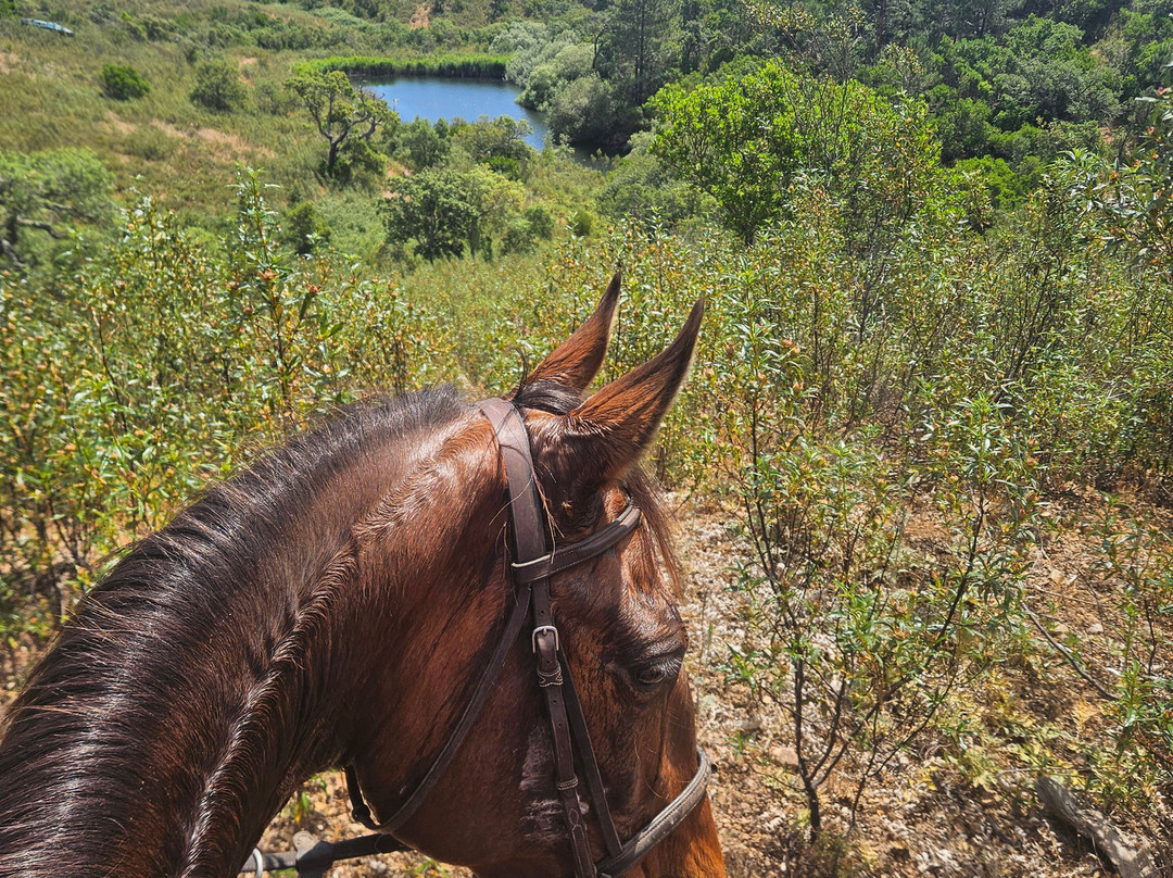 Horses in the Sun-Aljezur必去景点