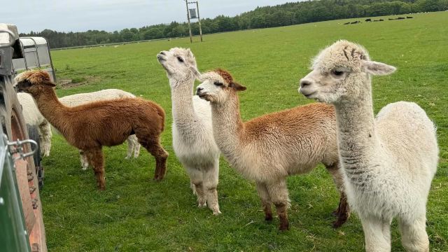 Newton Farm Holidays & Tours-旅行者
