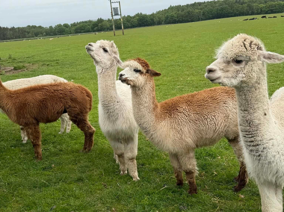 Newton Farm Holidays & Tours主图