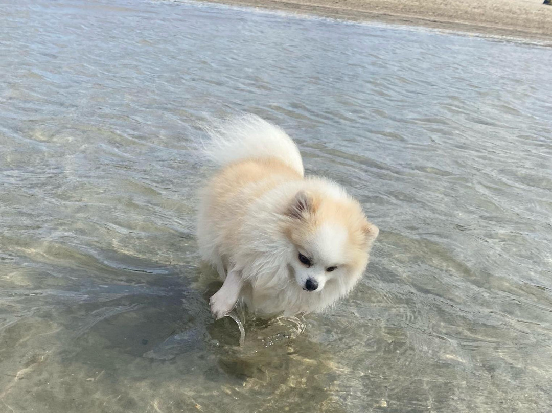 La Spiaggia di Snoopy-Grado Pineta必去景点