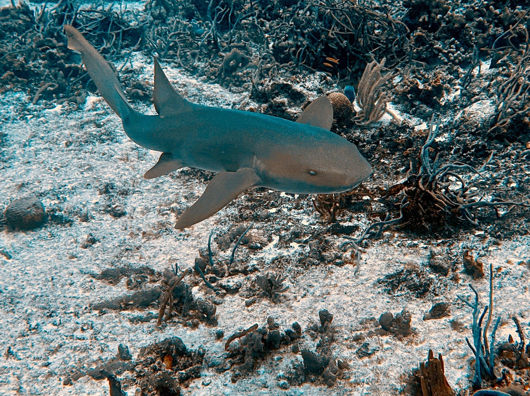 Scuba Life Cozumel-San Miguel de Cozumel必去景点
