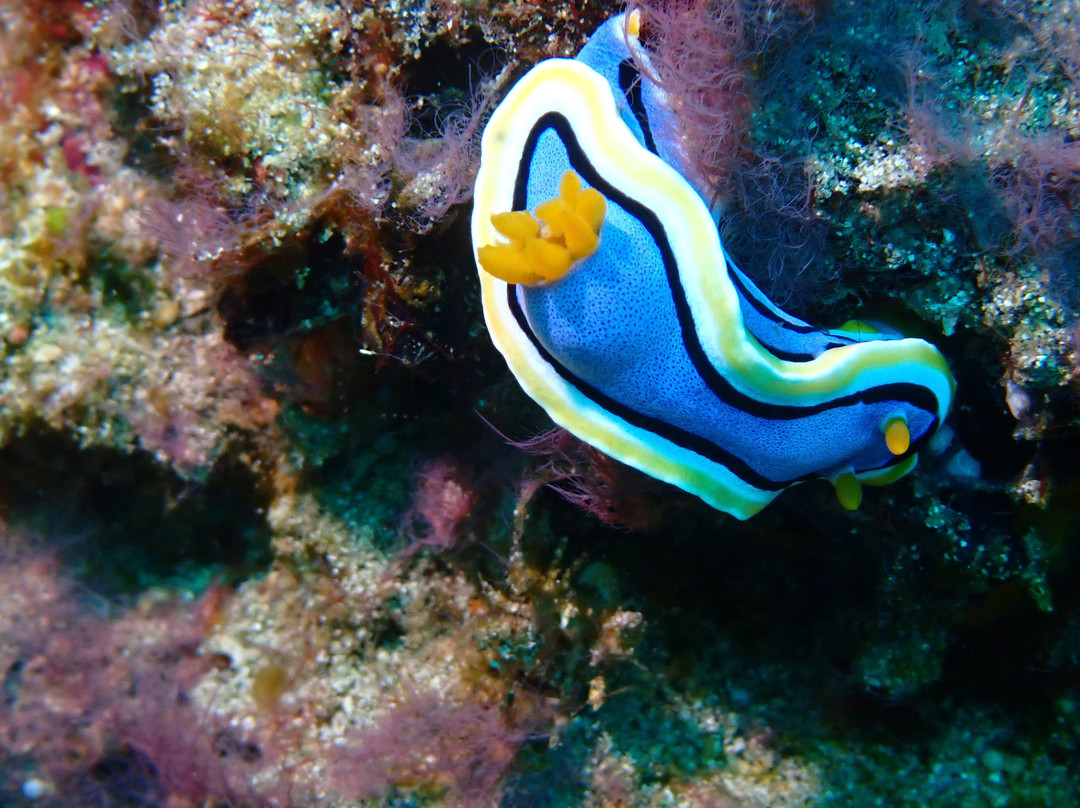 Diving Candidasa-甘地达萨必去景点